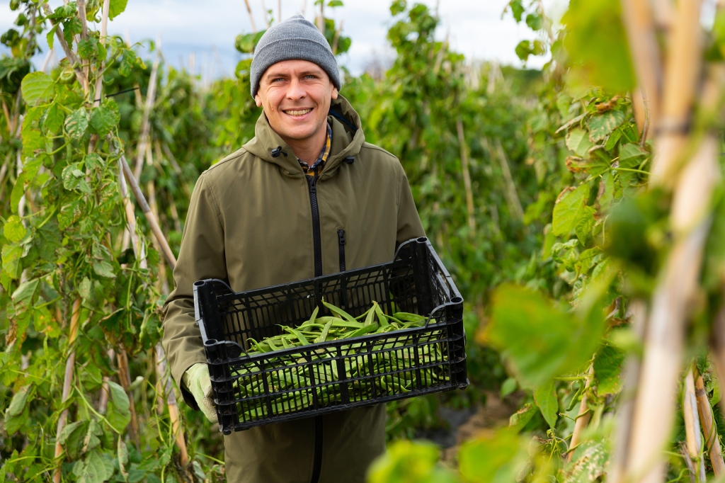 plants potagers et aromatiques pour les maraîchers