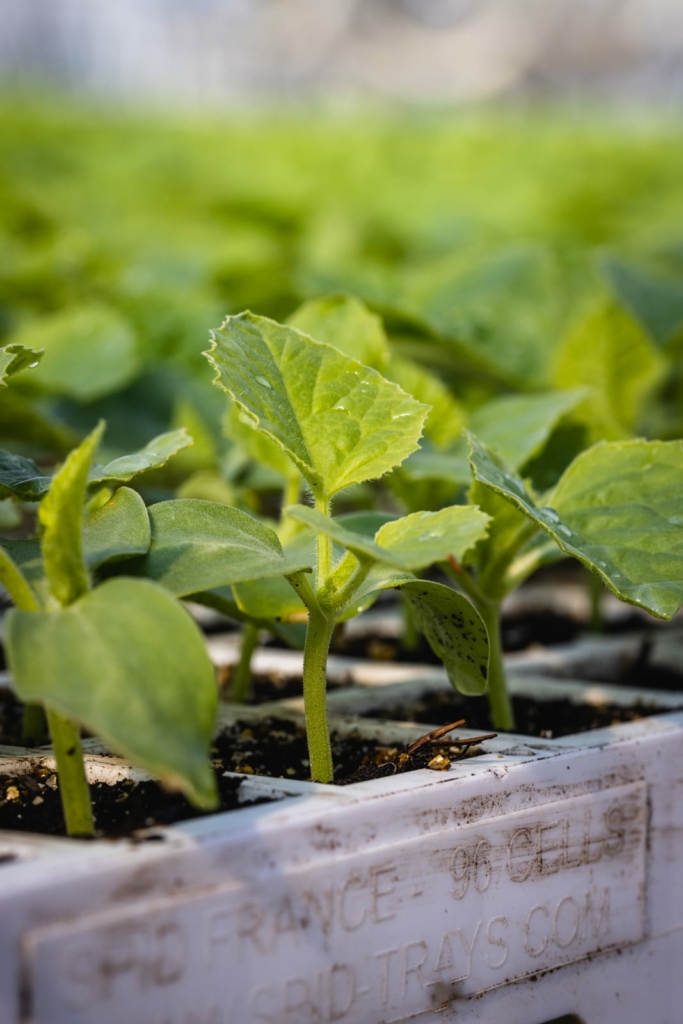 Plant de Melon Galia casanova