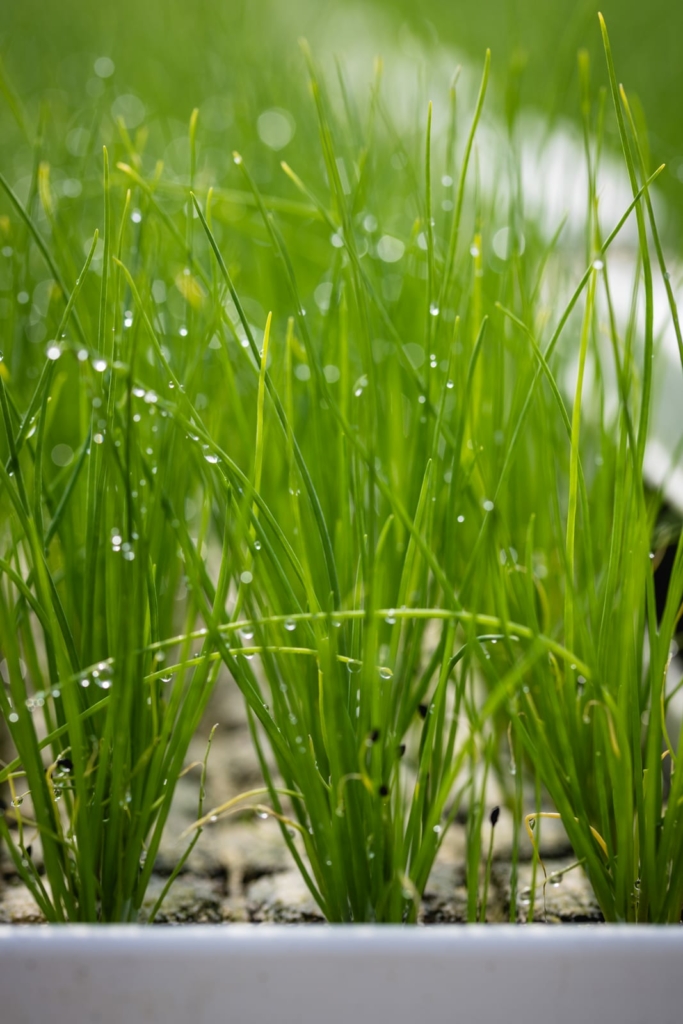 Plant de Ciboulette - Casanova Béziers