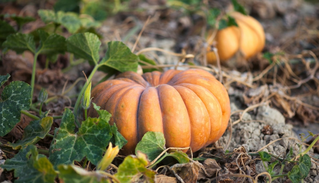 plan de courge musquée de provence - Casanova