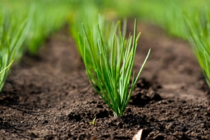 Plants de Cébettes pour culture maraichère